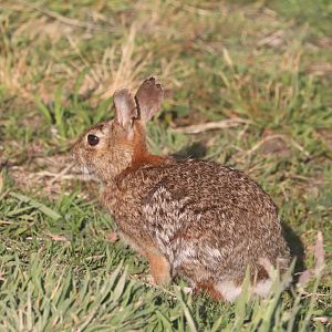 Eastern Cottontail