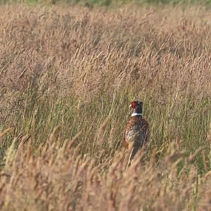 Ring-Necked Pheasant
