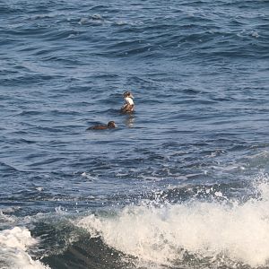 Common Eider