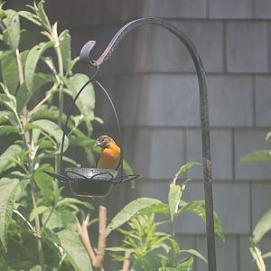 Baltimore Oriole