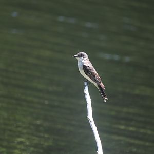 Eastern Kingbird