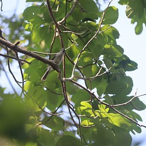 Tufted Titmouse