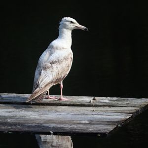 American Herring Gull
