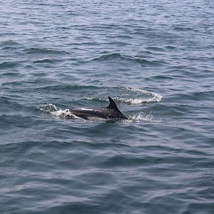 Atlantic White-Sided Dolphin
