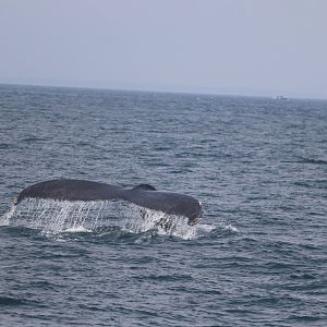 Humpback Whale