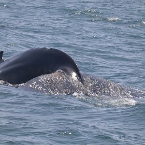 Humpback Whale