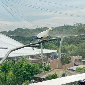Imperial Pied Pigeon
