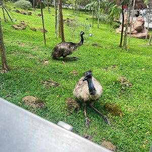 Common Emu