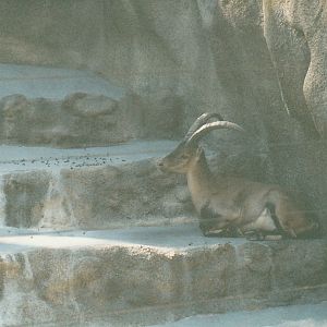 ibex (2002)