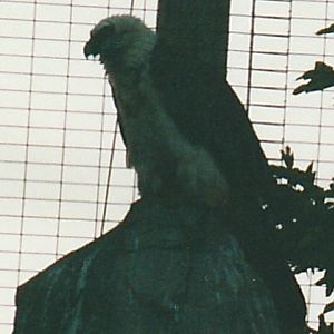 bearded vulture (2002)
