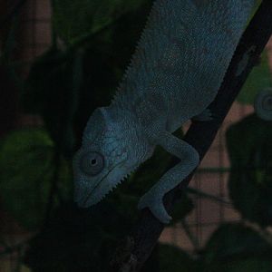 Ibarbo Park - Panther chameleon (Furcifer pardalis)