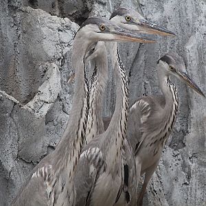 Ibarbo Park - Eastern grey heron (Ardea cinerea jouyi)