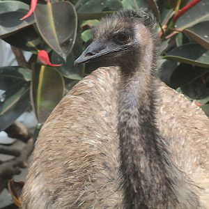 Ibarbo Park - Common emu (Dromaius novaehollandiae novaehollandiae)