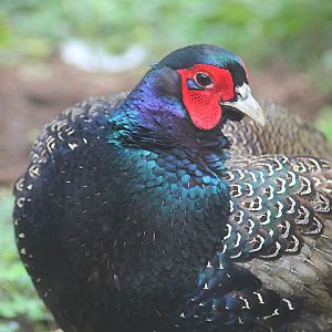 Ibarbo Park - Southern green pheasant (Phasianus versicolor versicolor)