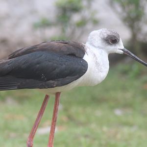 Ibarbo Park- Common stilt (Himantopus himantopus himantopus)