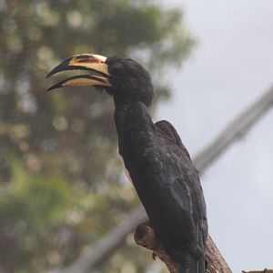 Ibarbo Park - West African pied hornbill (Lophoceros semifasciatus)