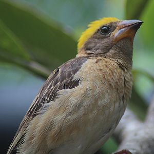 Ibarbo Park - Baya weaver (Ploceus philippinus infortunatus)