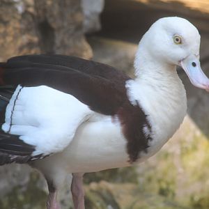 Ibarbo Park - Red-backed radjah shelduck (Radjah radjah rufitergum)