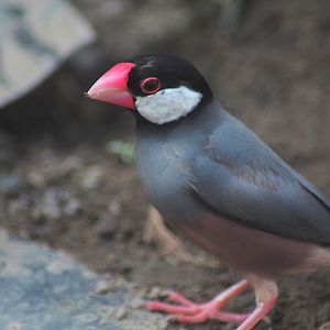Ibarbo Park - Java sparrow (Lonchura oryzivora)