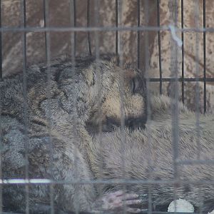 Ibarbo Park - Himalayan marmot (Marmota himalayana robusta)
