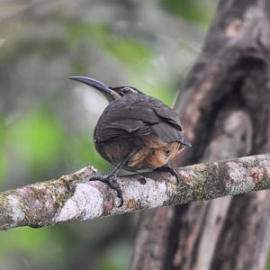 Victoria's Riflebird