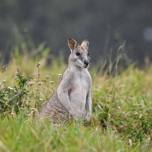 Agile Wallaby