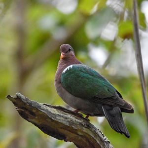Pacific Emerald Dove