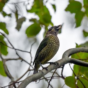 Spotted Catbird