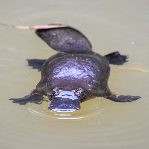 Platypus