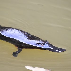 Platypus