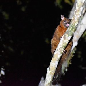 Coppery Brushtail Possum