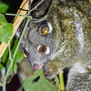 Green Ringtail Possum