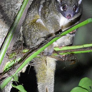 Green Ringtail Possum