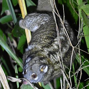 Green Ringtail Possum