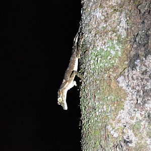 Northern Leaf-tailed Gecko