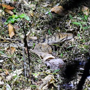 Australian Scrub Python