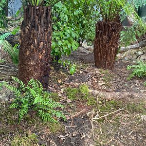 Tuatara (exhibit) : Chester Zoo : 24 Jun 2024