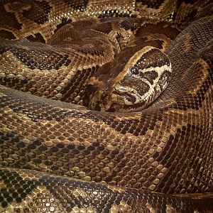 Central African rock python : Colchester Zoo : 21 Jun 2024