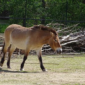 Przewalski's wild horse (Equus ferus przewalskii)