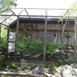 Temminck's tragopan and Derbyan parakeet aviary