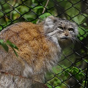 Pallas' cat (Otocolobus manul manul)
