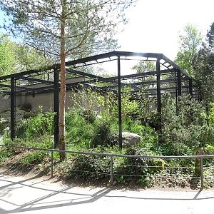 Northern lynx enclosure