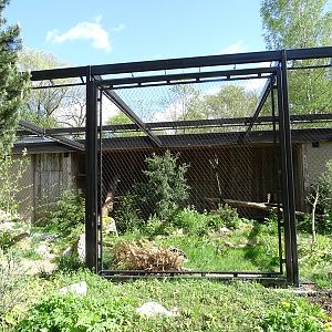 Northern lynx enclosure