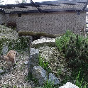 Northern lynx enclosure