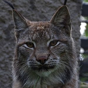 Northern lynx (Lynx lynx lynx)
