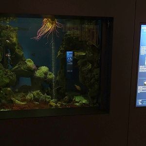 Haus der Natur Salzburg: Aquarium for slipper lobster, spiny lobster and cardinalfish