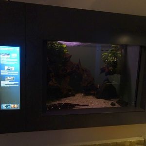 Haus der Natur Salzburg: Aquarium for white-blotched stingray