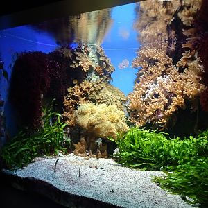 Haus der Natur Salzburg: Aquarium for garden eel and others