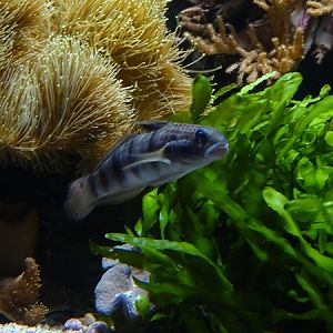 Haus der Natur Salzburg: Banded sleeper goby (Amblygobius phalaena)