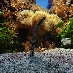 haus der Natur Salzburg: Spotted garden eel (Heteroconger hassi)